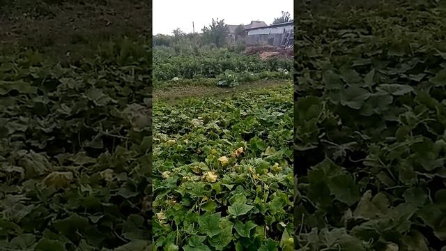 80a93cd9d2013c32f21a4852f4672857