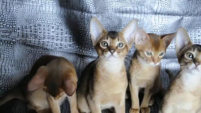 83f5e4b1be52cead5962c04049b27034