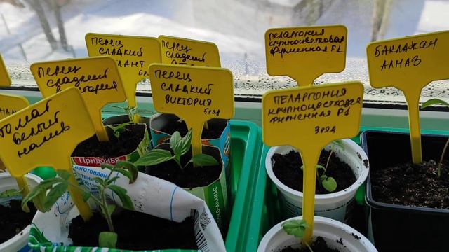 Как поживает 🌱 МОЯ РАССАДА 🌱 2021 от 31 января 🍅🍆🌶 Огород 🌸🌺🌼 Дача