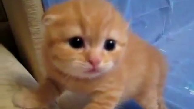 Котенок Шипит Kitten Sizzles