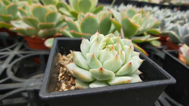 Tippy Echeveria 'Tippy' 多肉植物圖鑑 蒂比