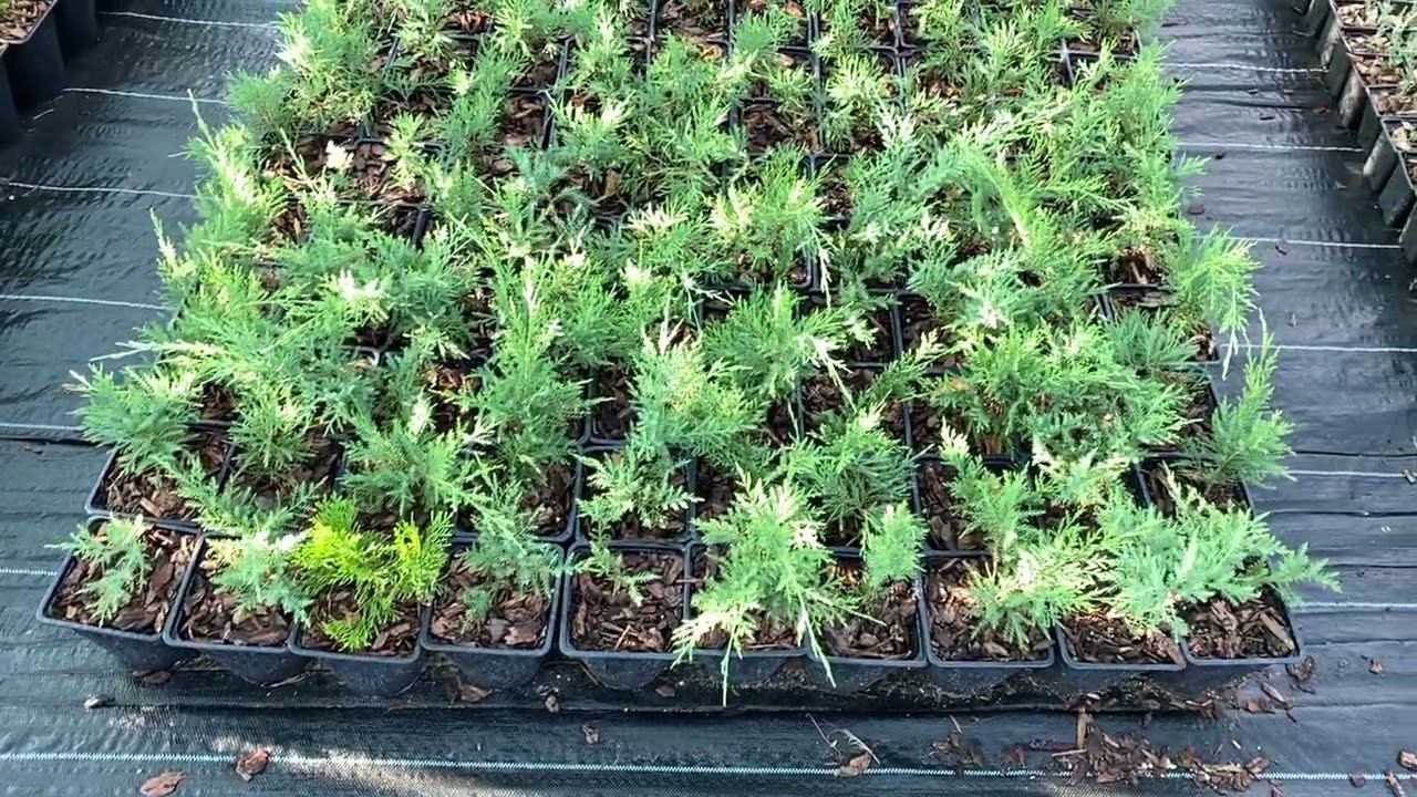 Что укоренилось? Начали пересаживать растения