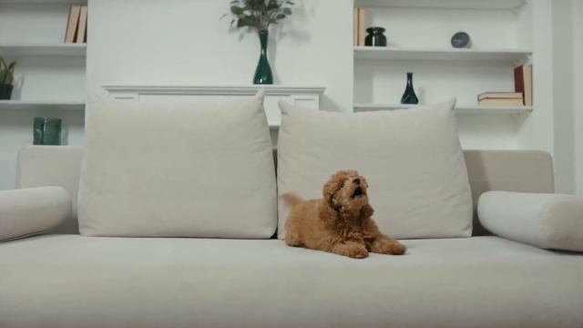 How To Take Care Of New Puppy At Night In Hindi || How To Handle Puppy At Night || Puppy Crying ||