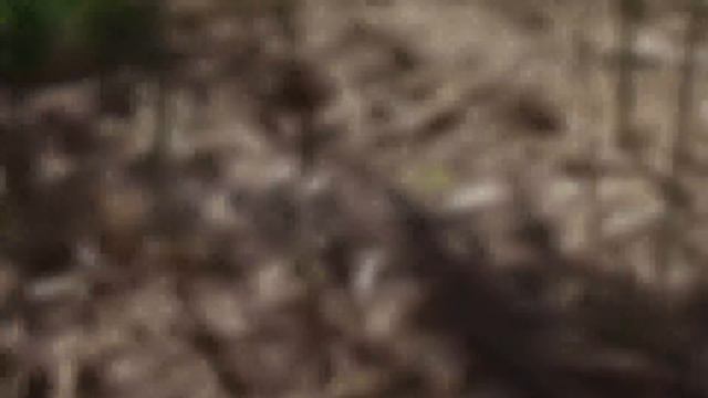 Plant Asparagus Seeds In The Fall, And Have Asparagus Seedlings In The Spring!