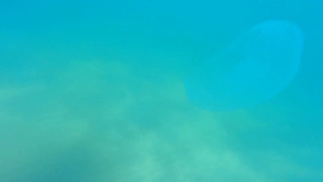 Ушастые аурелии