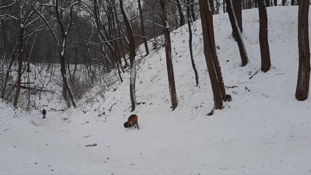 МАРСЕЛЬ и КОЛЕСО. Необычное поведение боксера)