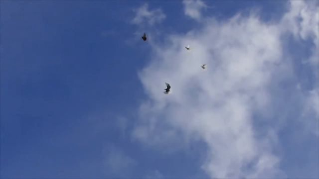 Один  день из жизни голубятника Самара