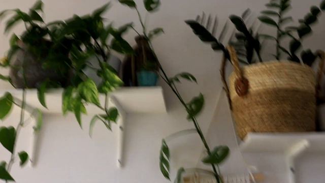 🌿Vlog #3 /cięcie Roślin, Wełnowiec, Mycie Olejkiem Neem/