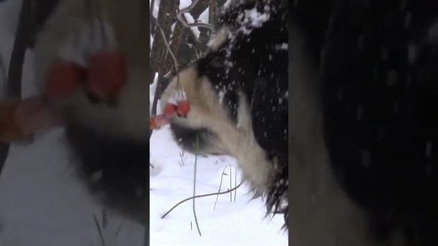 Щенок тибетского мастифа лакомится плодами шиповника