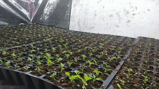 Обзор растений в доме😉