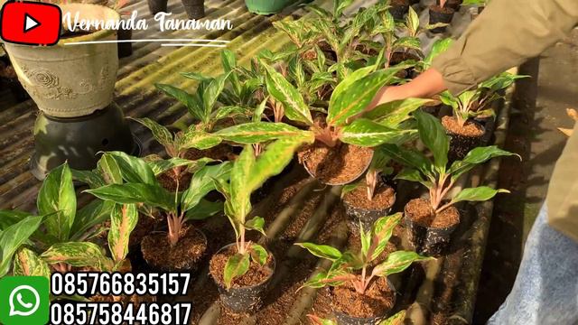 Aglonema Harga Murah Dapat Banyak!! Rimbun Dan Rumpun Lokal Maupun Koleksian 🥰🥰