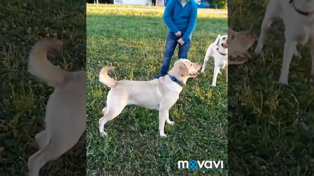 ТРИ Лабрадора Ретривера