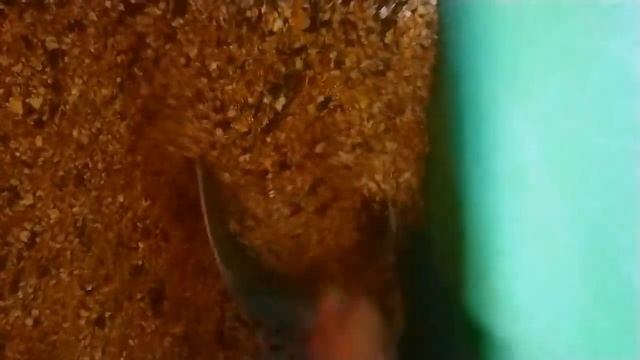 Сколько тон урожая собрали?Пополнение в коровнике ураПочувствуй себя птицей 