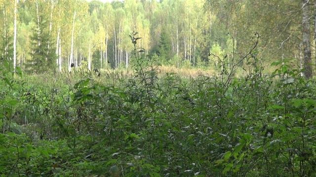 Реакция оленя на запах человека