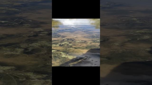 Станислав Морозов/красный сын