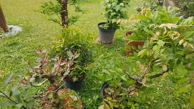 Brazilian Bonsai And Raintree Give-Away Winners Announcements