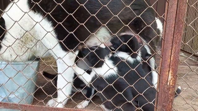 Карельская медвежья лайка. Новый помет.