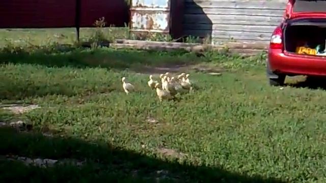 Вот так гуси слушаются  своих хозяев