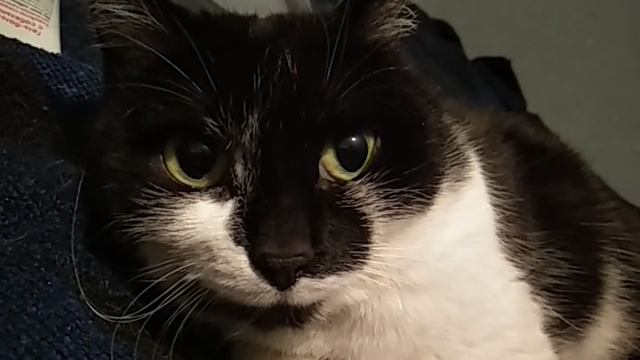 Кошачий взгляд