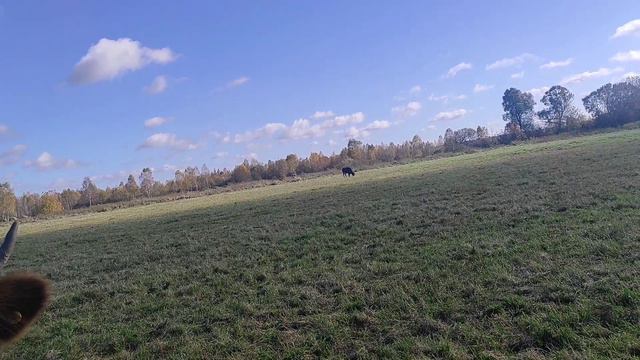 Гриша чудак😄🤭😂, пасу коров🐄, строим загон 🦆