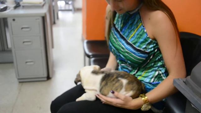BULLCANES English Bulldog Breeder - Annabell