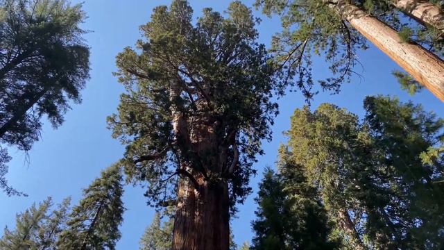General Sherman Tree