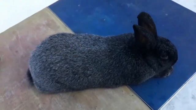 Кролики Полтавское серебро.Обзор породы.