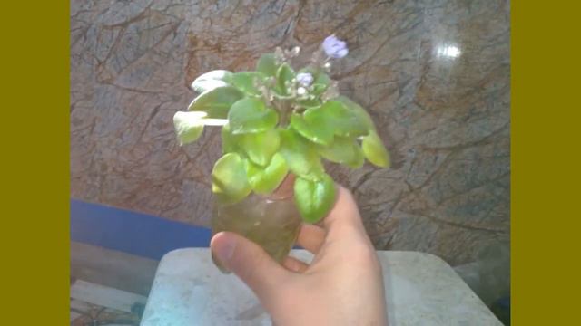 Минифиалка в Серамисе. Укореняем 