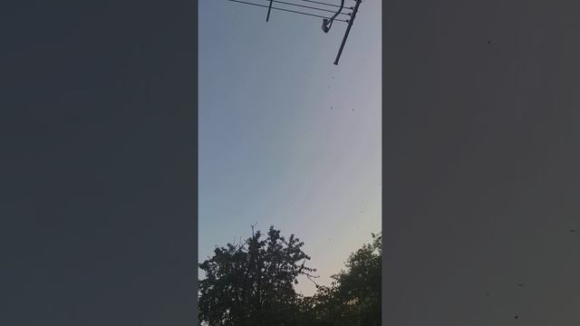 Птички балдеют!