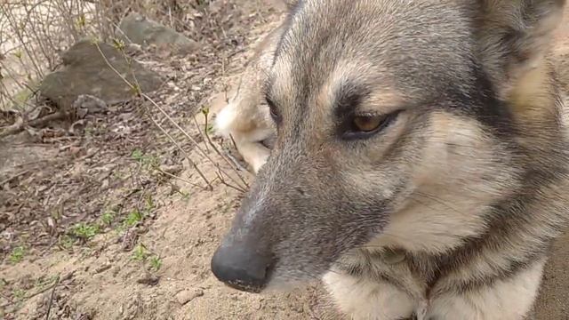 Во дворе злая собака! Та еще охрана