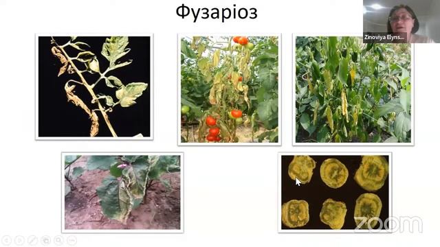 Вебінар ?  Інтегрована система захисту томату від хвороб у відкритому ґрунті.