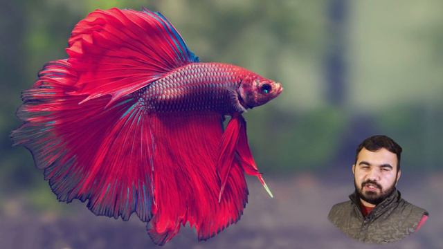 Ornamental Fish Business | Aquarium Fish Business | Aquarium Fish Varieties | Fish Business In Indi
