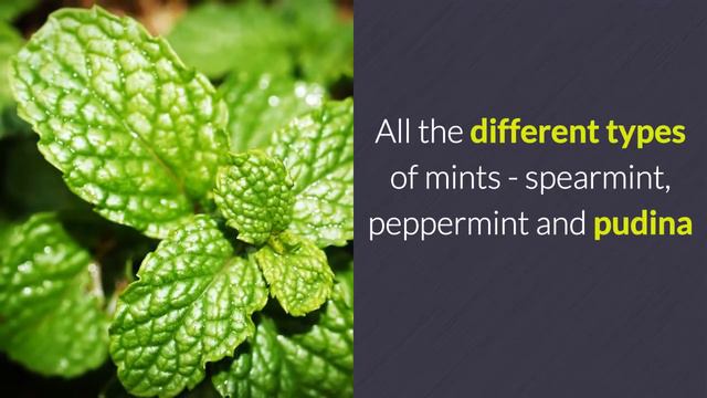 Fragrant Plants For An Aromatic Garden