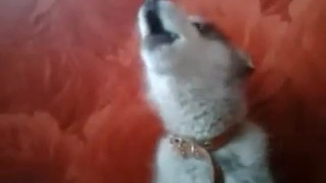 2026b64da8842aebb7eb6220a8cb4c69