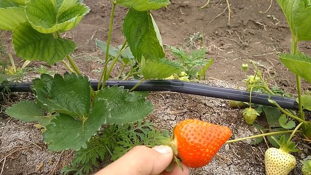 Клубника сорт Олимпия.