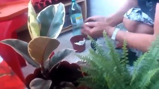 Flowers Planting Room ||   Cum Pastram Florile De Apartament Frumoase...