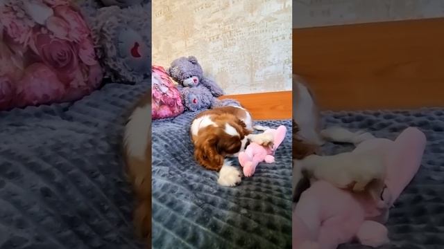 Девочка кавалер кинг чарльз спаниеля, 4 месяца. Предлагается