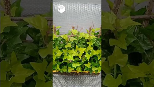 Common Ivy || Senecio Macroglossus || Delairea Odorata || Artificial Plant