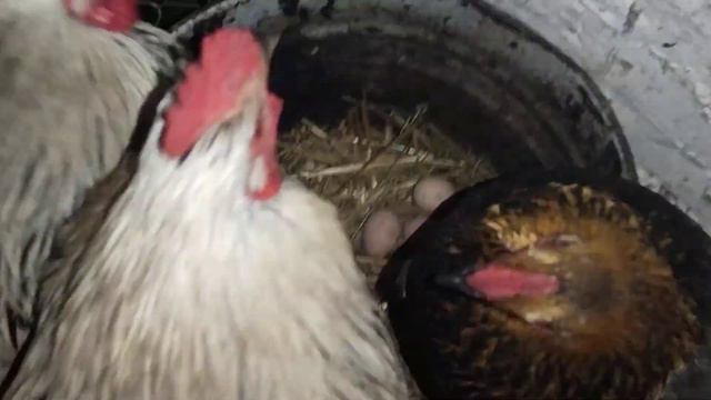 Что будем делать с утками. Вечерний обход. Снег весь растаял. 🦆🐔🐐🥚