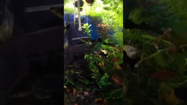 Юный аквариумист!