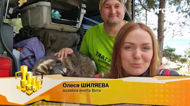 Блогер-енот Витя отравился на поиски любви