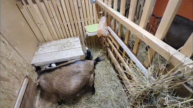 КОГО РОДИЛА ЗОЛОТАЯ КОЗА.