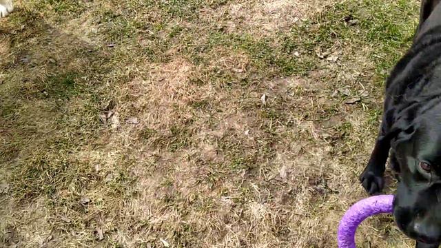 Гостевой Дом для Собак 