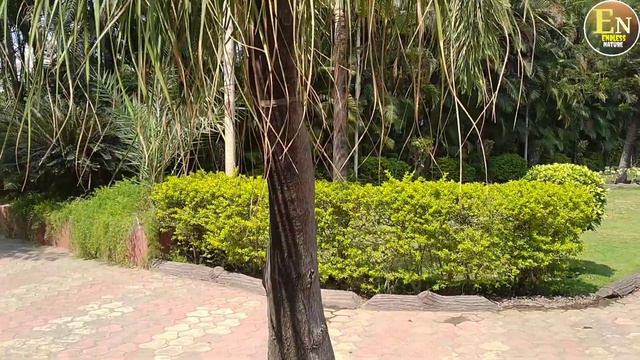 Nolina Palm 🌴 Elephant Foot | हवा को शुद्ध करने के साथ-साथ उम्र भर हमारे साथ रहने वाला पौधा |