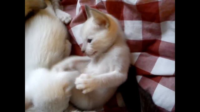 Dog Cat 120 Labrador Siamese