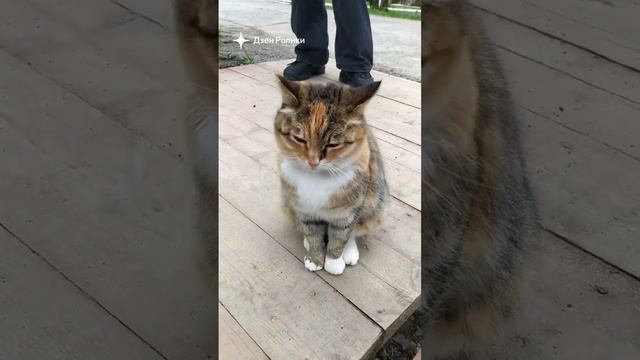 F358bd25e4366a712414ca82276bdd87