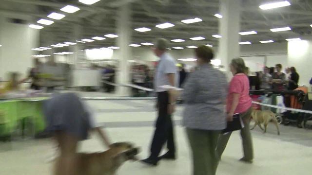 Белые Ночи-2 2011 2хCACIB Russia St Petersburg (Суки RCACIB)