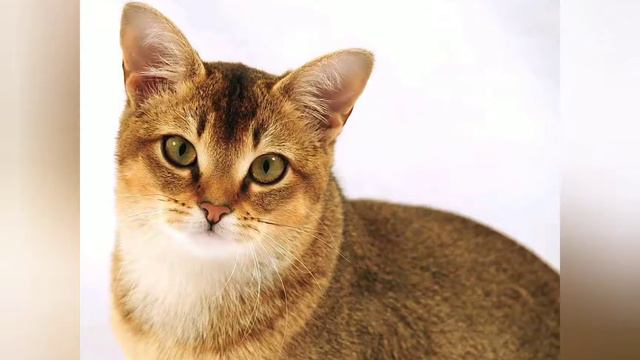 Топ 5 самых дорогих пород кошек в мире. Top 5 most expensive cats in the world.