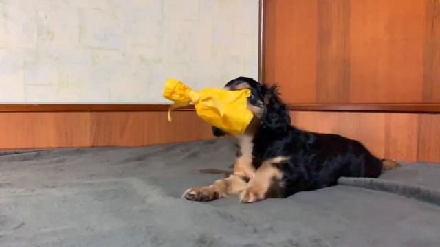 Щенки Кинг Чарльз Спаниель