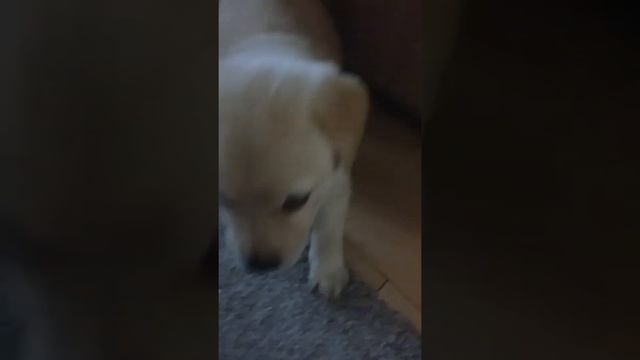 1 ый день лабрадор Фрейд у нас. Ругается с котом